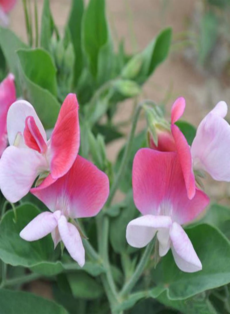 جي جوت ٥٠ قطعة من بذور زهرة البازلاء الحلوة، عبوة متنوعة | شتلات بازلاء حلوة متنوعة الألوان للزراعة المنزلية الريفية، مقاس واحد - Image 4