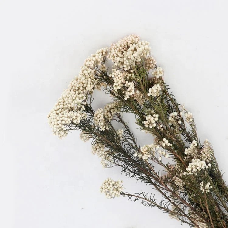 Bluejw Natural Dried Millet Flower Rice Flowers – Small Preserved Dried Plants for Wedding Floral Decor, Rustic Bouquet Fillers & Boho Home Arrangements - Image 5