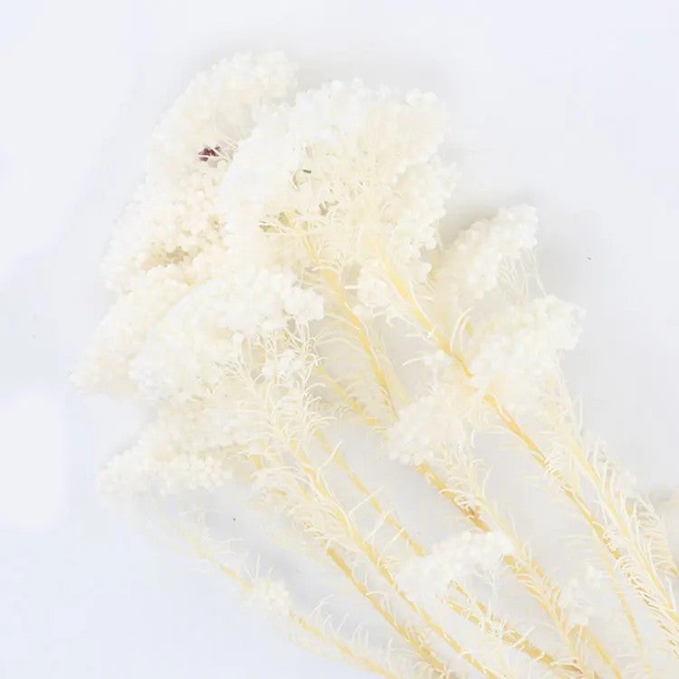 Bluejw Natural Dried Millet Flower Rice Flowers – Small Preserved Dried Plants for Wedding Floral Decor, Rustic Bouquet Fillers & Boho Home Arrangements - Image 1