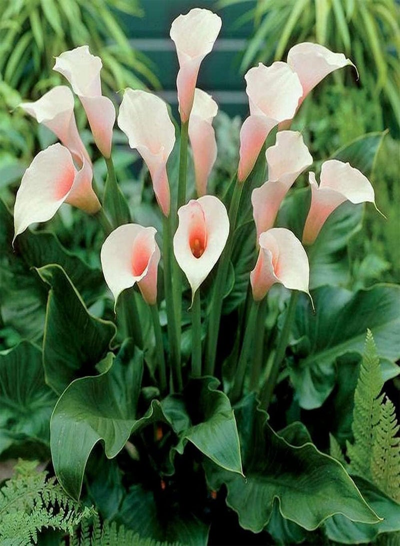 GGOOT 4pcs Calla Lily seeds Beautiful Exotic Gardens Flower Rare Species Outdoor Courtyard Balcony Planting Suitable for Beginners - Image 3