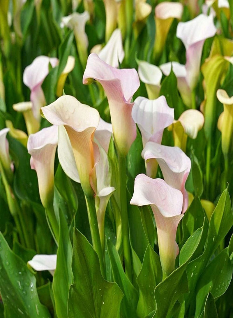 GGOOT 4pcs Calla Lily seeds Beautiful Exotic Gardens Flower Rare Species Outdoor Courtyard Balcony Planting Suitable for Beginners - Image 4