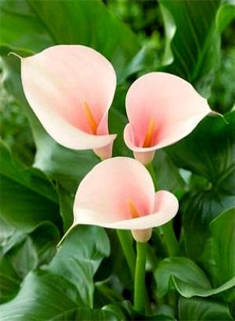 GGOOT 4pcs Calla Lily seeds Beautiful Exotic Gardens Flower Rare Species Outdoor Courtyard Balcony Planting Suitable for Beginners - Image 2