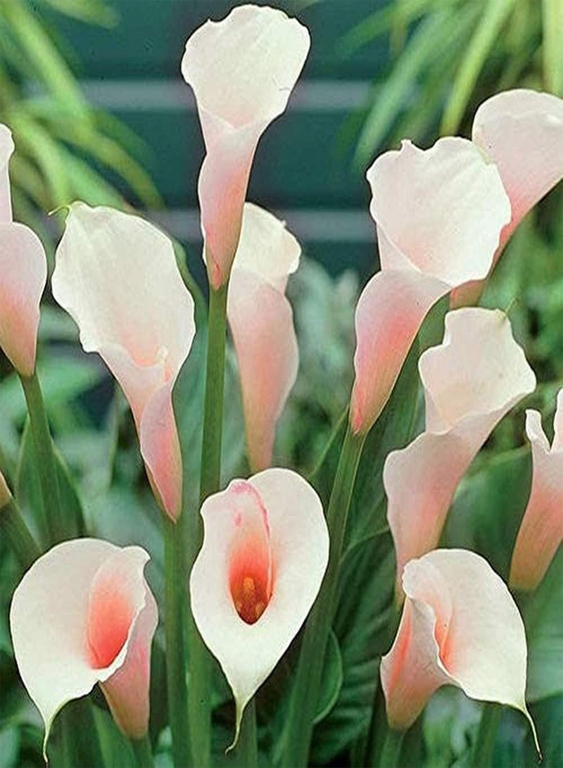GGOOT 4pcs Calla Lily seeds Beautiful Exotic Gardens Flower Rare Species Outdoor Courtyard Balcony Planting Suitable for Beginners - Image 1