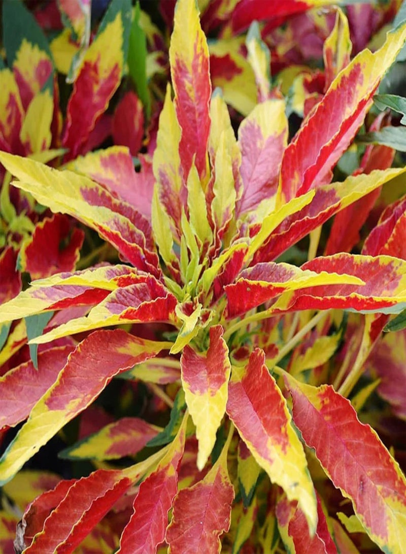 GGOOT 20 Seeds Amaranthus Tricolor,Summer Poinsettias,Edible Amaranth,Joseph's Coat Small Shurb Tropical Colored Annual Flowers Great for Garden - Image 1