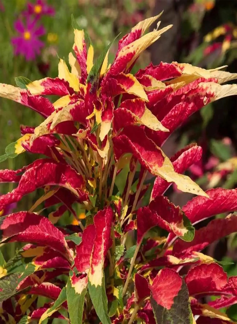 GGOOT 20 Seeds Amaranthus Tricolor,Summer Poinsettias,Edible Amaranth,Joseph's Coat Small Shurb Tropical Colored Annual Flowers Great for Garden - Image 3
