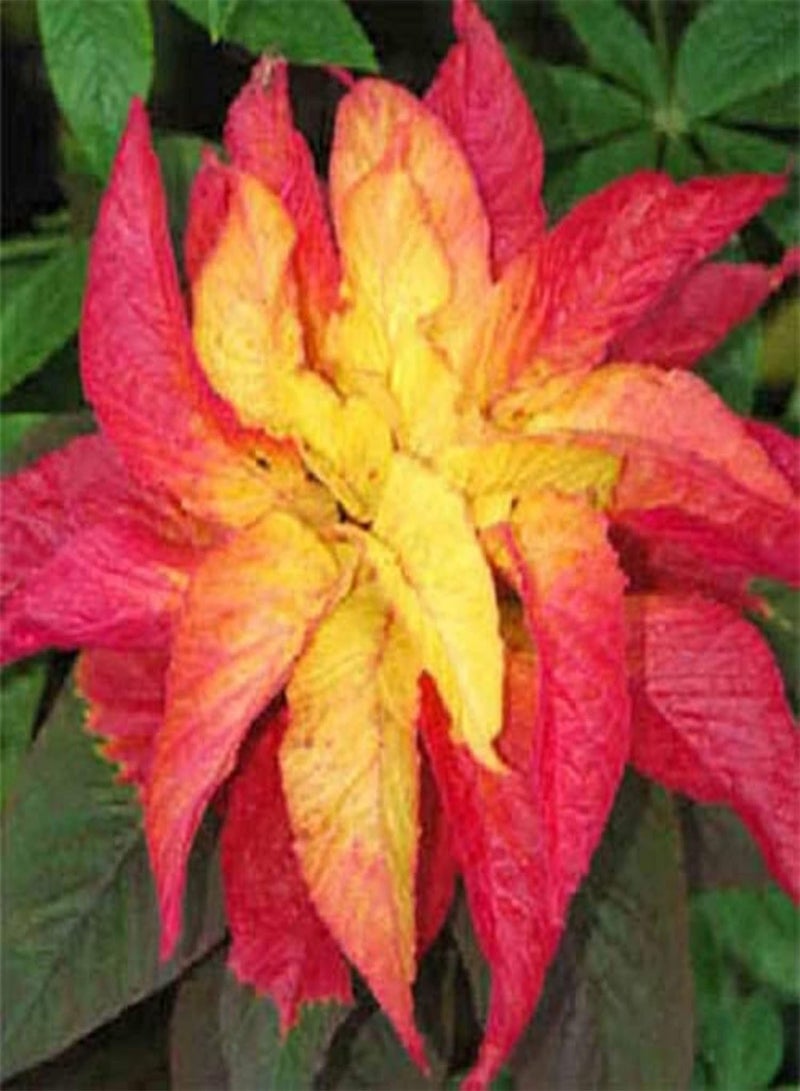 GGOOT 20 Seeds Amaranthus Tricolor,Summer Poinsettias,Edible Amaranth,Joseph's Coat Small Shurb Tropical Colored Annual Flowers Great for Garden - Image 2
