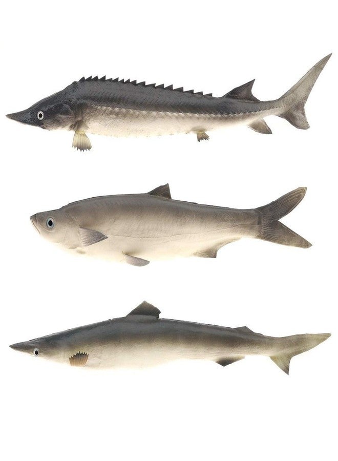 Gresorth 3 PCS Sea Creatures Fake Shark Artificial Chinese Sturgeon Fish Wall Hanging Food Toy Model for Home Party Kitchen Christmas Photography Prop - Image 1