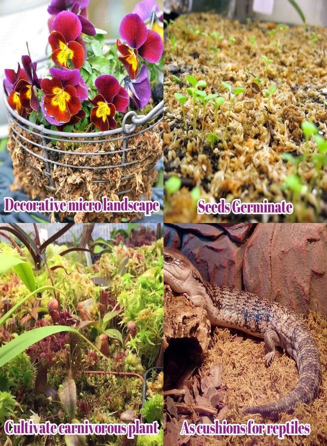 Legigo 5.3Oz Premium Sphagnum Moss Potting Mix- Natural Succulent Carnivorous Plants Dried, Plant Growing Medium For Orchid Sarracenia Gardening Reptiles, 6 Qt - Image 5