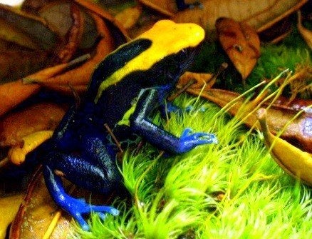 Josh's Frogs Dried Mood Moss (1 Gallon Bag) - Image 5