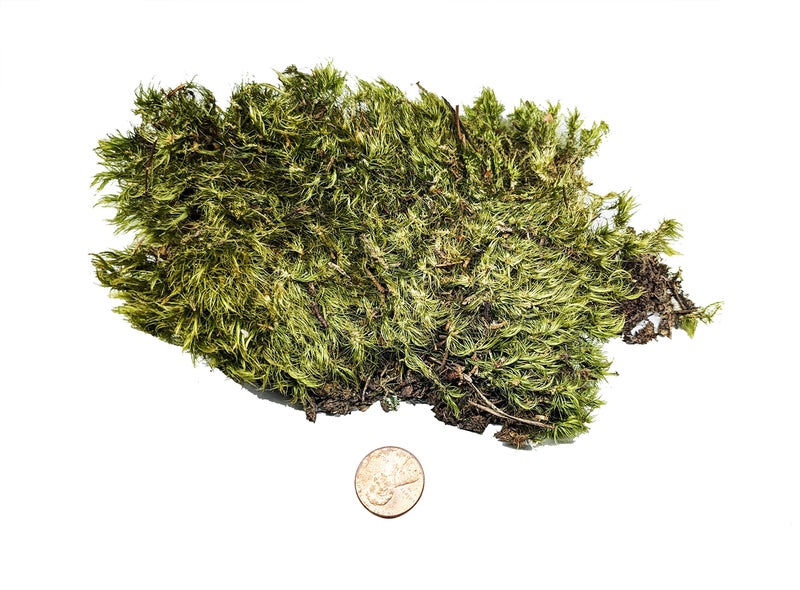 Josh's Frogs Dried Mood Moss (1 Gallon Bag) - Image 2
