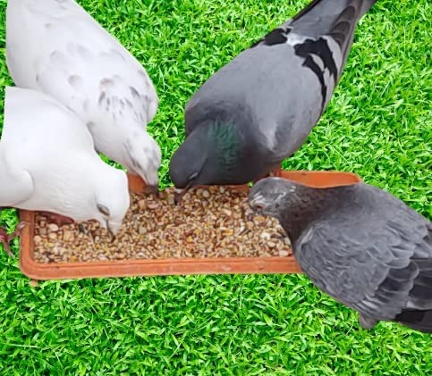 MASHKI Pigeon Food Mix With Multigrain & Seeds. Hand Picked Essential Ingredients With 13 Delicious Grains & Nuts For Pigeons & Doves Bird Food 5Kg,All Life Stages, 1 Count - Image 5