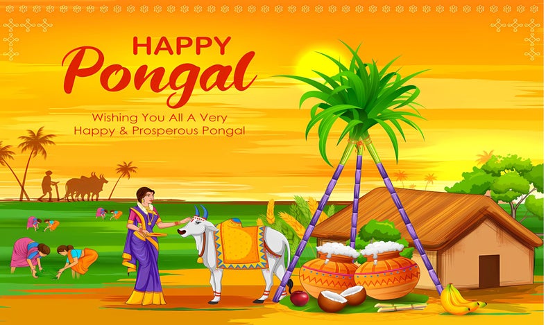 Backdropon Sunrise with Cow Happy Pongal Festival Design Backdrop Cloth for Pooja Decoration Traditional Background Curtain Cloth for Festival Size 5 Feet Height and 8 Feet Width(5 * 8) - Image 5