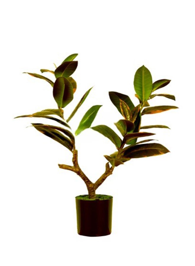 HRT WALL Ficus Elastica Melanie 51cm - Pink green 