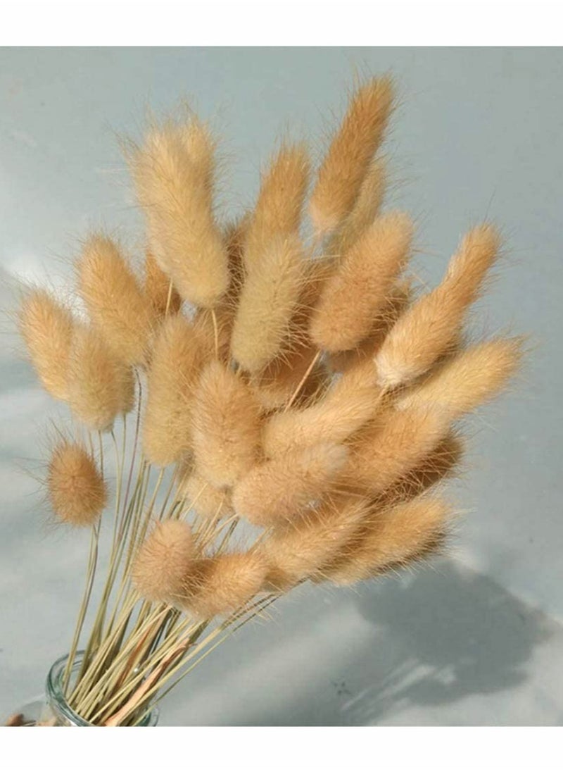 Excefore - Dried Rabbit Tail Grass,  60 Pcs Natural Dry Grass Dried Flowers Bouquet, Wedding Dry Flower Bunch, for Home Garden Party Decor, Flower Arrangement - Image 1