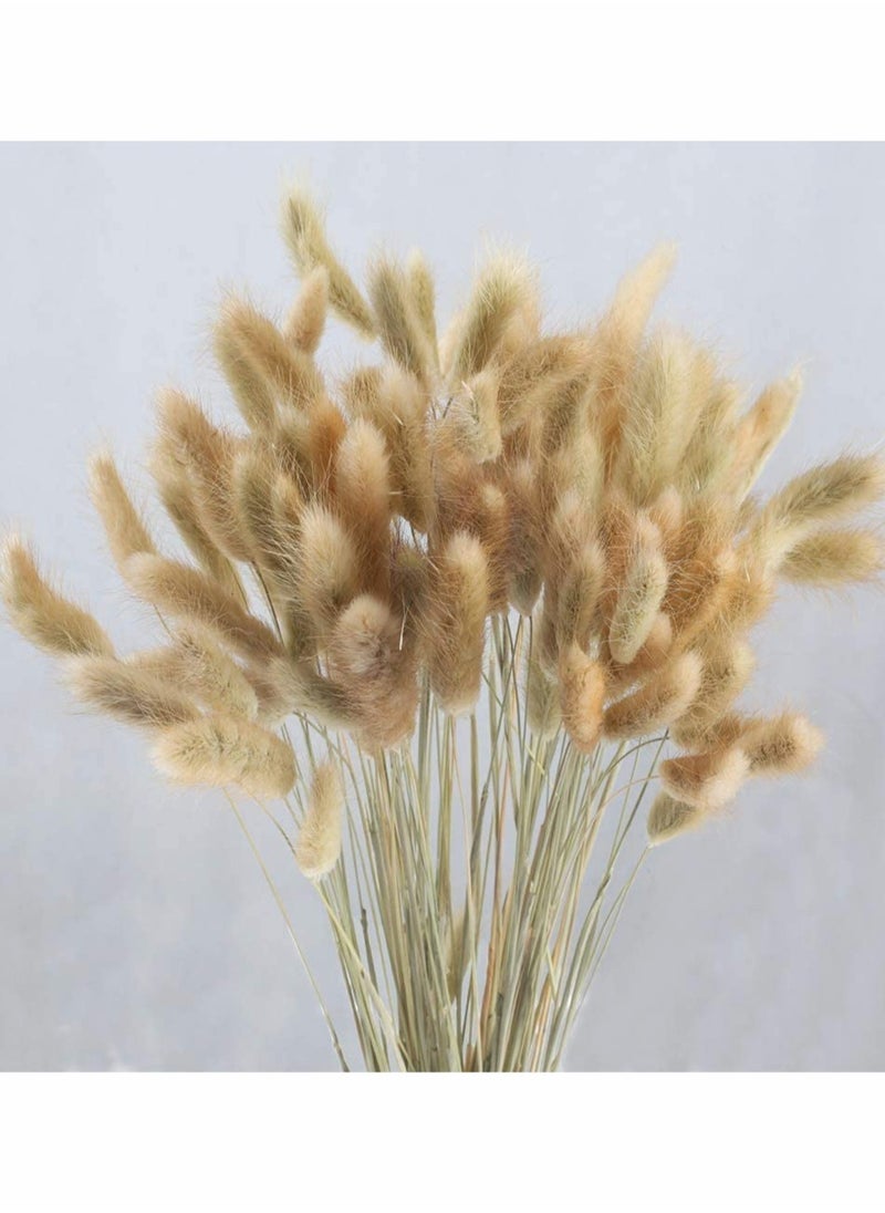 Excefore - Dried Rabbit Tail Grass,  60 Pcs Natural Dry Grass Dried Flowers Bouquet, Wedding Dry Flower Bunch, for Home Garden Party Decor, Flower Arrangement - Image 1