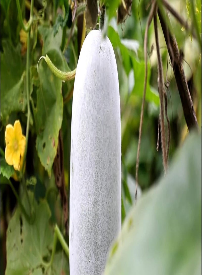 جي جوت 50 قطعة من بذور البطيخ الشتوي/القرع الشمعي، خضروات خضراء لا غنى عنها في الحياة اليومية، لا تتطلب الكثير من العناية، ولا تلتزم بمتطلبات التربة بشكل صارم - Image 1