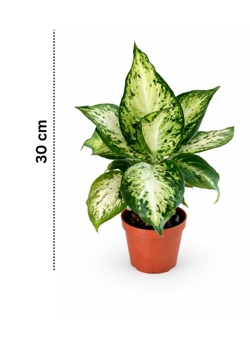 PLANT Dieffenbachia Compacta Plant 30 cm | Live Indoor Dumb Cane Plant | Variegated Green White Decorative Houseplant for Home Office - Image 2