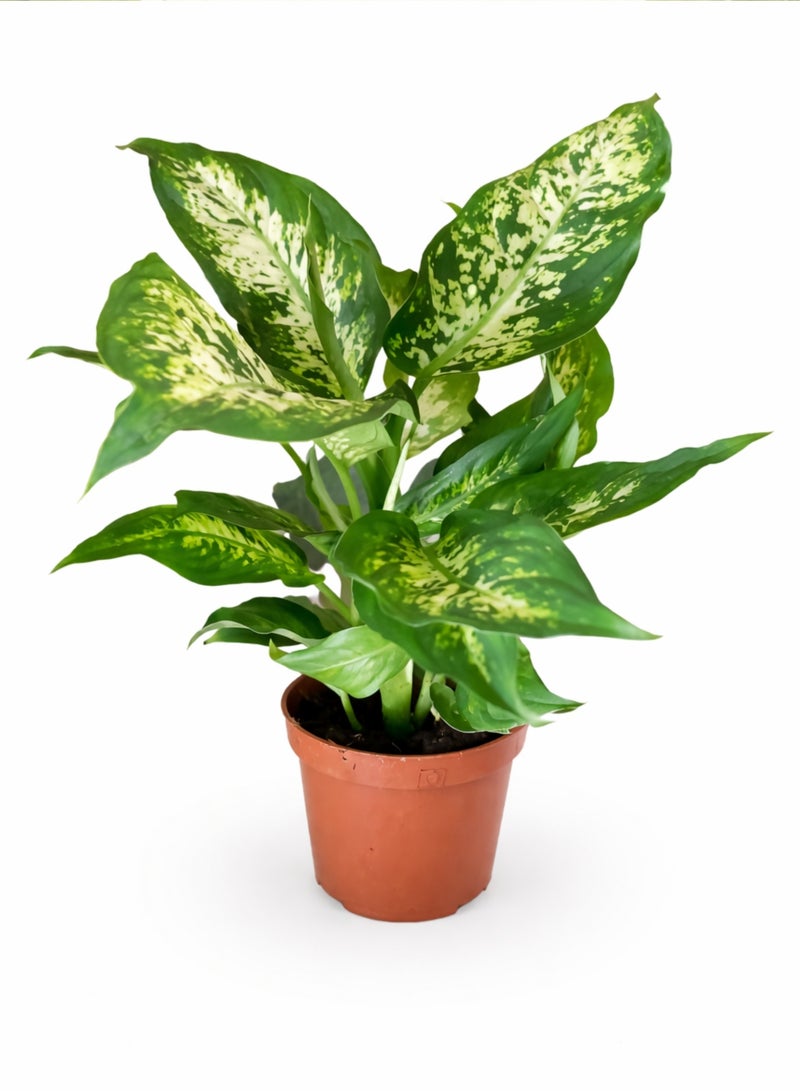PLANT Dieffenbachia Compacta Plant 30 cm | Live Indoor Dumb Cane Plant | Variegated Green White Decorative Houseplant for Home Office - Image 5