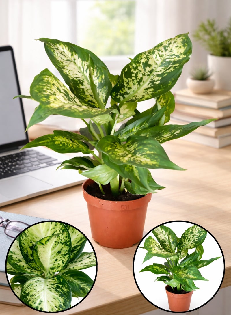 PLANT Dieffenbachia Compacta Plant 30 cm | Live Indoor Dumb Cane Plant | Variegated Green White Decorative Houseplant for Home Office - Image 1