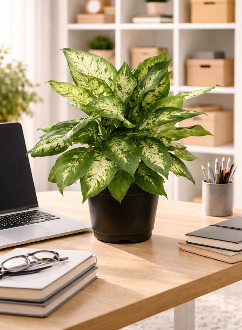PLANT Dieffenbachia Compacta Plant 30 cm | Live Indoor Dumb Cane Plant | Variegated Green White Decorative Houseplant for Home Office - Image 3
