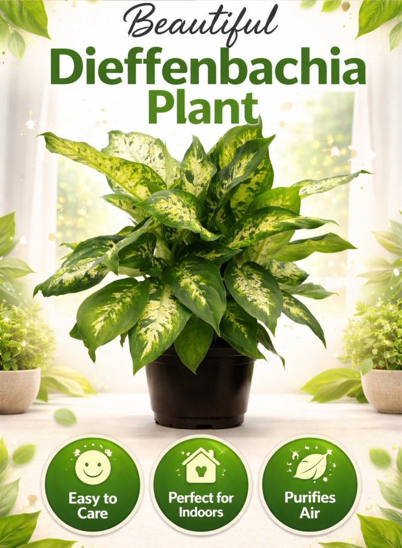 PLANT Dieffenbachia Compacta Plant 30 cm | Live Indoor Dumb Cane Plant | Variegated Green White Decorative Houseplant for Home Office - Image 4