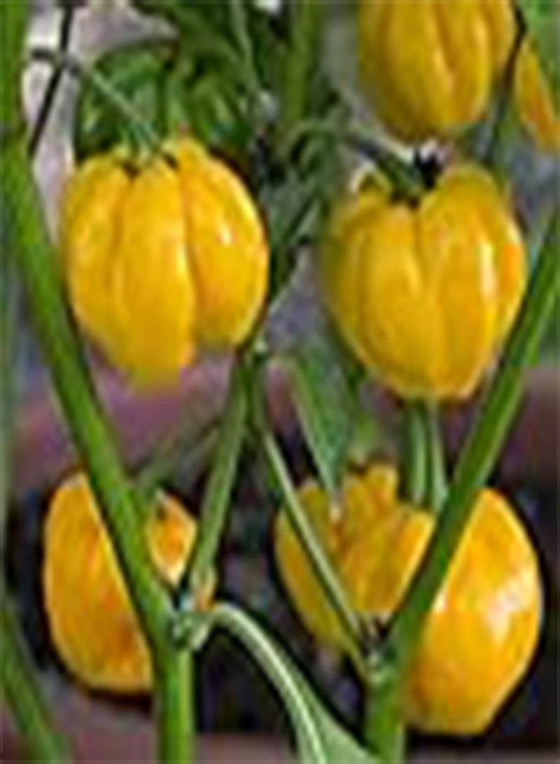 GGOOT 100 x Scotch Bonnet Yellow Chilli Hot Pepper Vegetable Seeds - Image 1