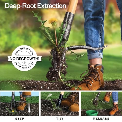 WilFiks Weed Puller Tool Stand Up Heavy Duty Weed Remover Tool with Long Handle Foot Platform Design 4 Claw Steel Head Weeder Tool Bamboo Garden Hand Weeding Tool Smoothly Remove Weeds Without Kneeling - Image 3