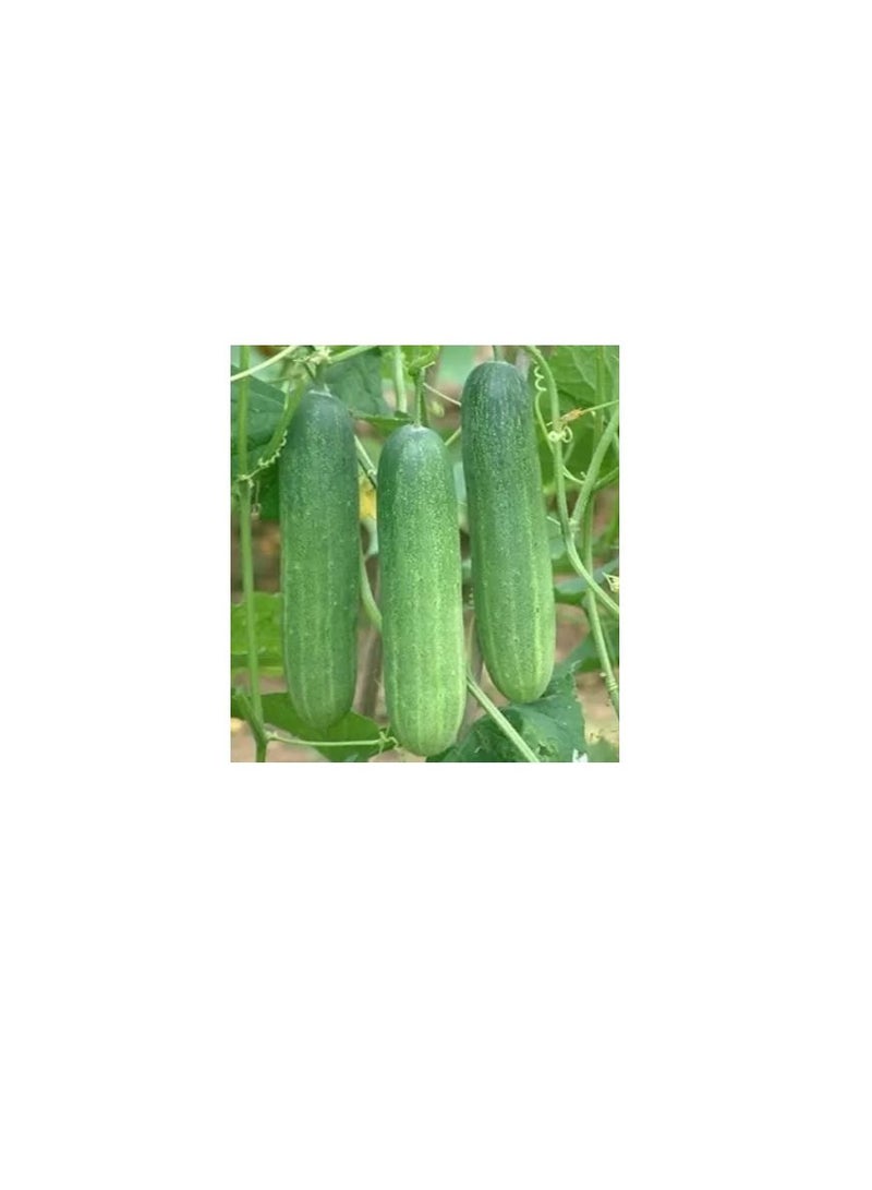 Fito Ecologica Cucumber Organic Seeds - Image 2