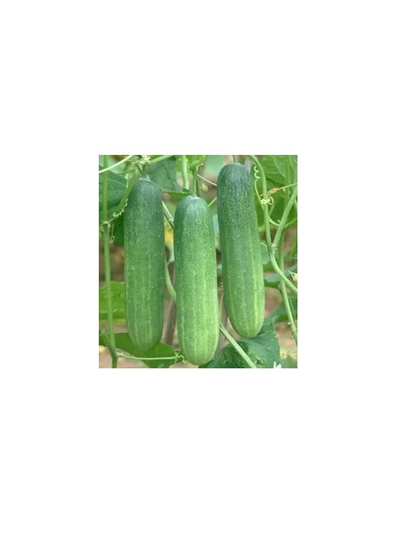 Fito Ecologica Cucumber Organic Seeds - Image 1
