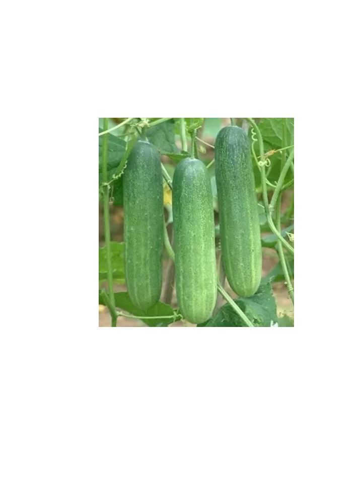 Fito Ecologica Cucumber Organic Seeds - Image 3