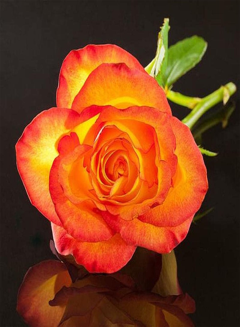 جي جوت 100 قطعة من بذور الورد بألوان زاهية ورائحة ساحرة ترمز إلى الجمال والحكمة وهي الزهرة الأكثر شعبية ولها قيمة زخرفية - Image 1