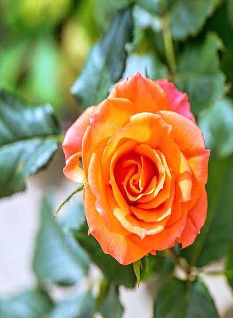 جي جوت 100 قطعة من بذور الورد بألوان زاهية ورائحة ساحرة ترمز إلى الجمال والحكمة وهي الزهرة الأكثر شعبية ولها قيمة زخرفية - Image 2