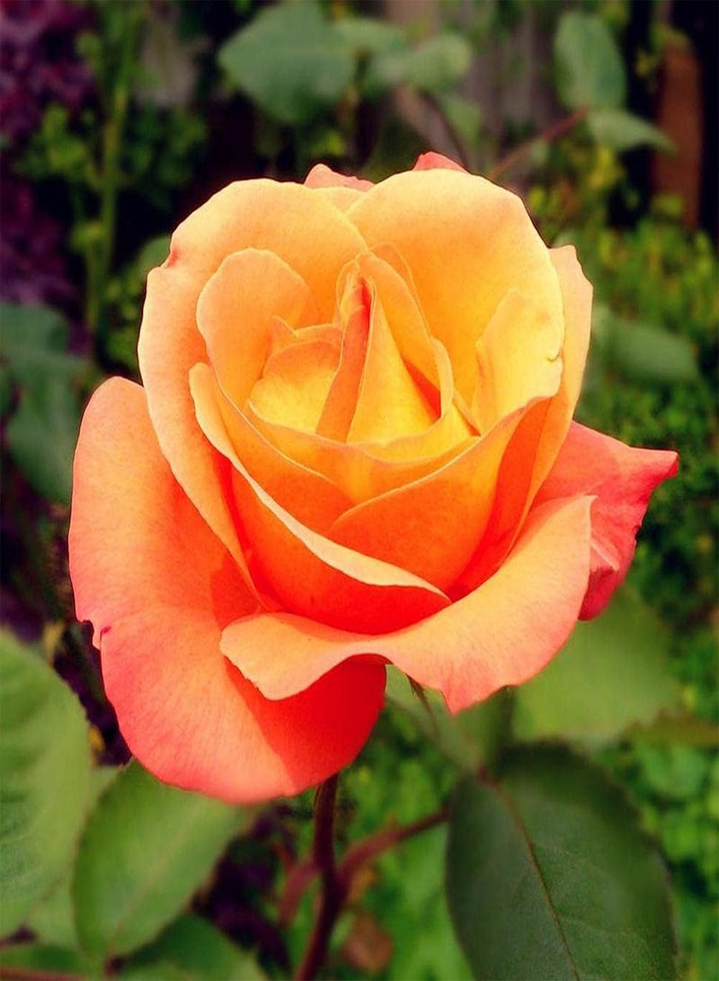 جي جوت 100 قطعة من بذور الورد بألوان زاهية ورائحة ساحرة ترمز إلى الجمال والحكمة وهي الزهرة الأكثر شعبية ولها قيمة زخرفية - Image 3