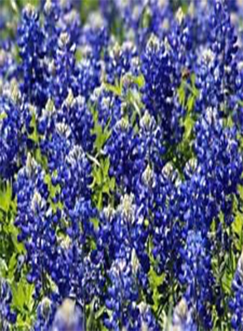 GGOOT Texas Bluebonnet Lupinus Texensis - 150 Bulk (PKD) Seeds