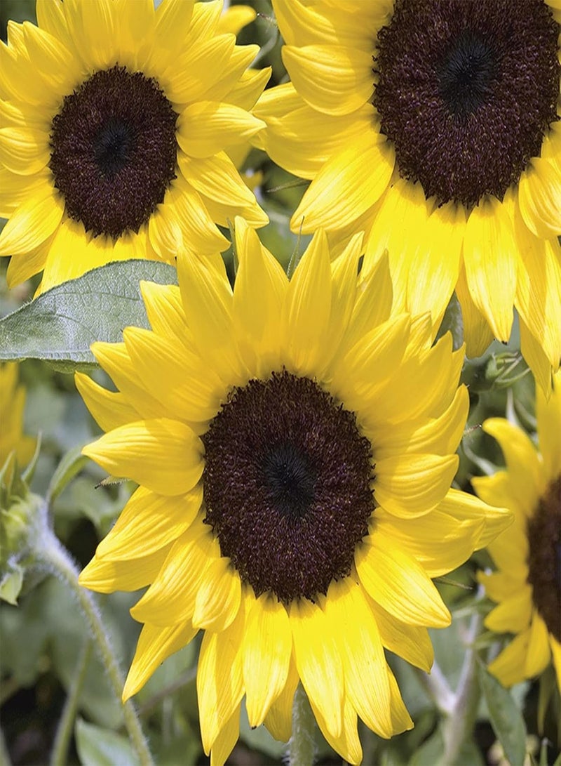 GGOOT Bee Plant,Sunflower Seeds,High Germination Rate,Sun flower-200 pcs,2