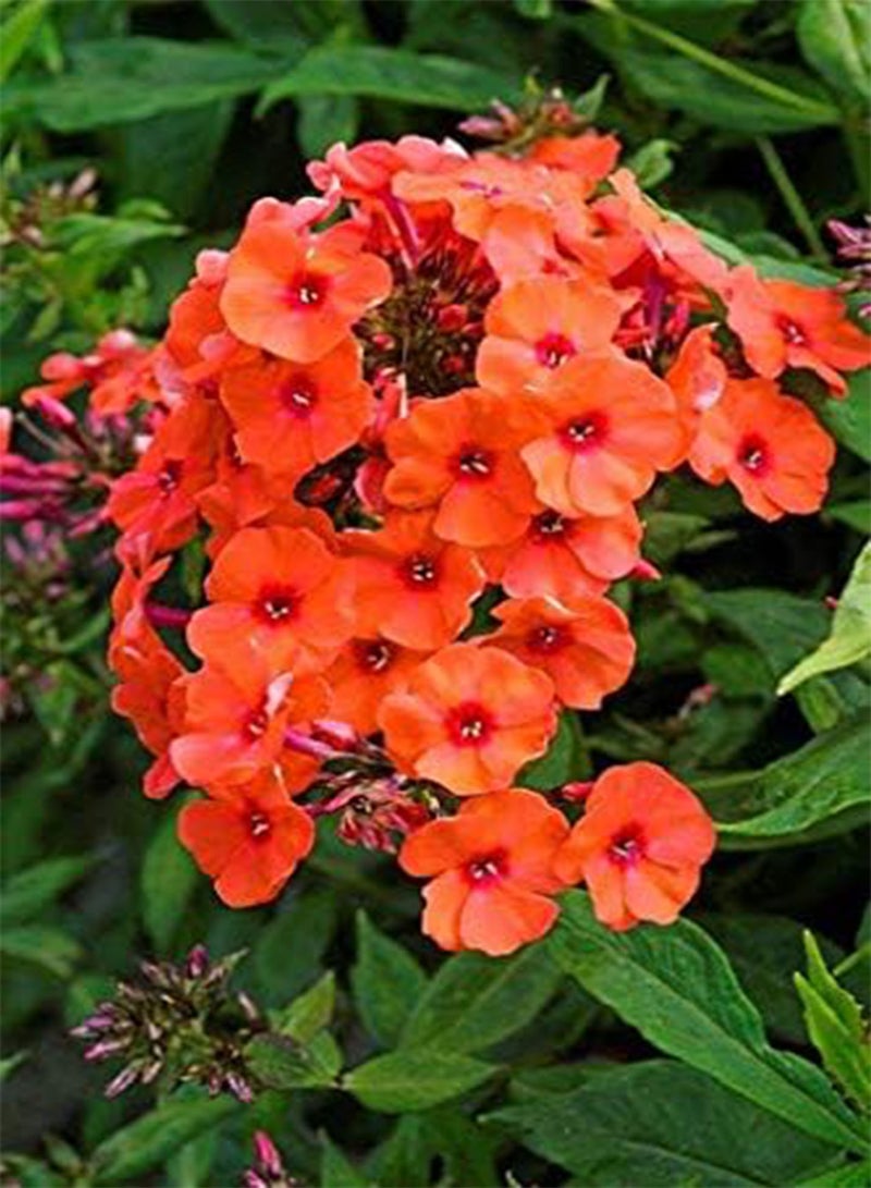 GGOOT seeds Fresh Phlox Flower seeds for Planting 120 Pcs for Planting Dark Orange