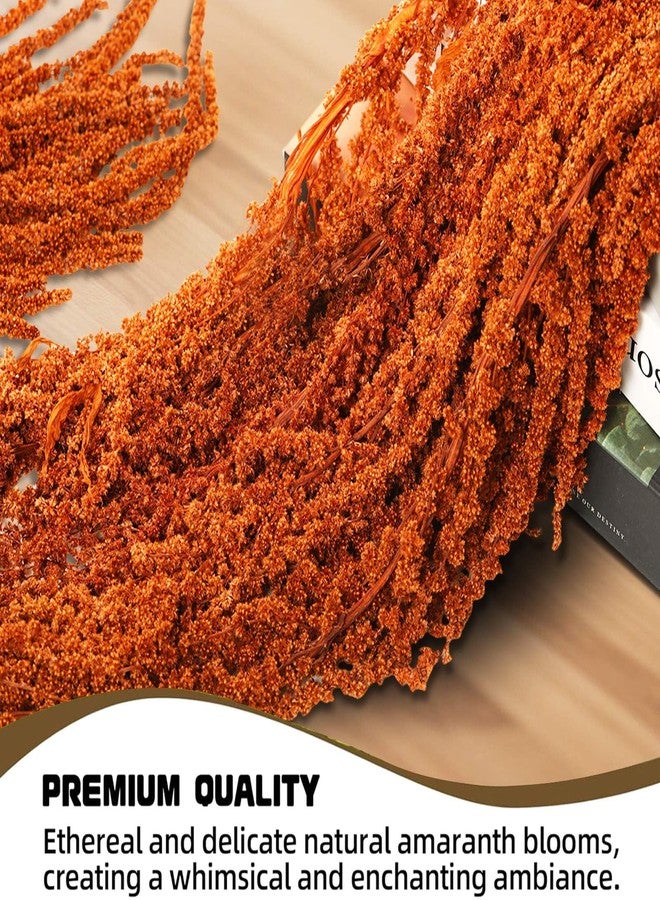 Jtoder مجموعة من 5 قطع من زهور الأمارانثوس المجففة المعلقة من Jtoder، زهور طبيعية محفوظة مثالية لأقواس الزفاف، والمعارض، وتعليقات الحائط، وتنسيقات الزهور، وديكور المنزل (بني، 24 بوصة). - Image 4