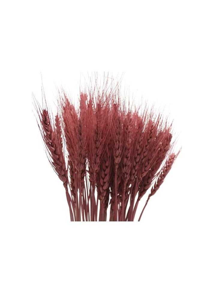 Fancy dried wheat stems  - Image 2