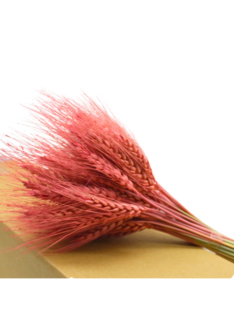 FANCY FLOWERS FANCY Dry Wheat Grass Bouquet – Natural 25 Stems, Old Rose Color - Image 4