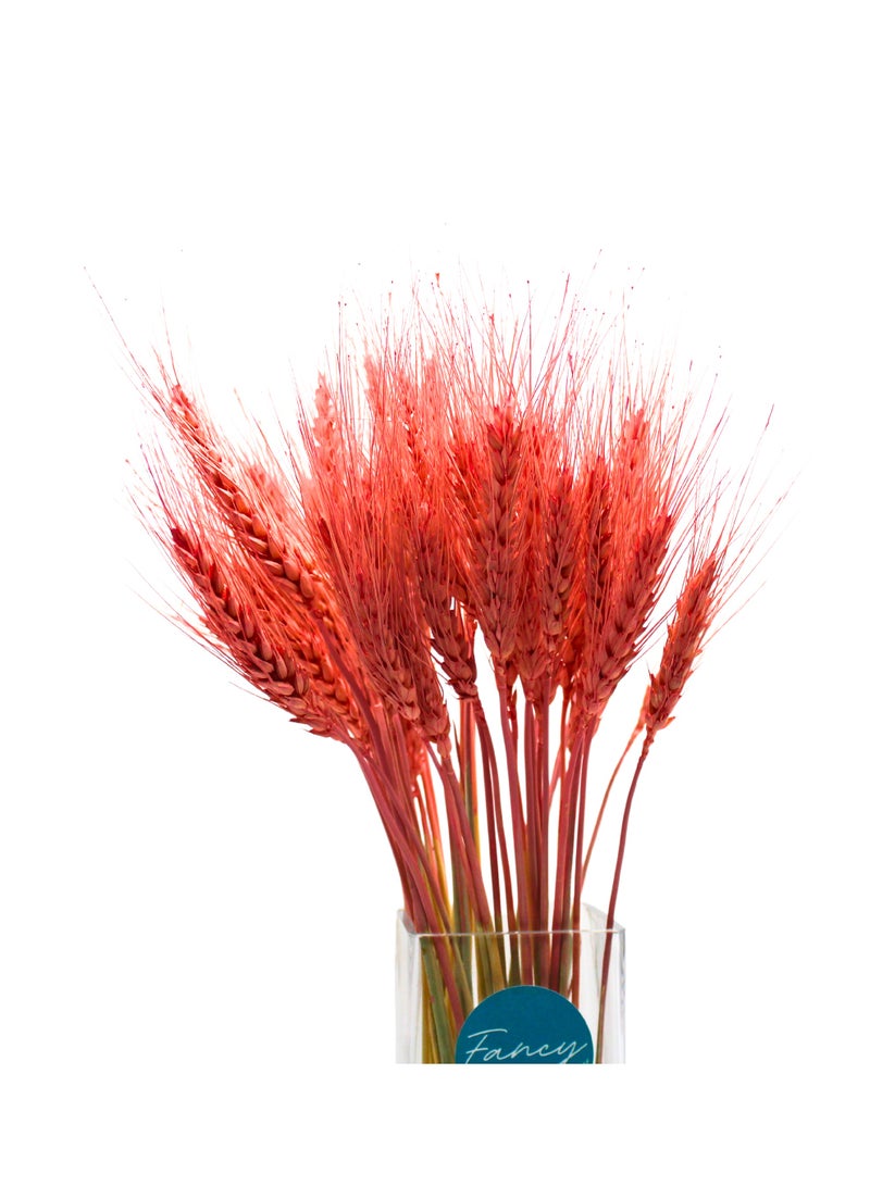 FANCY FLOWERS FANCY Dry Wheat Grass Bouquet – Natural 25 Stems, Old Rose Color - Image 5