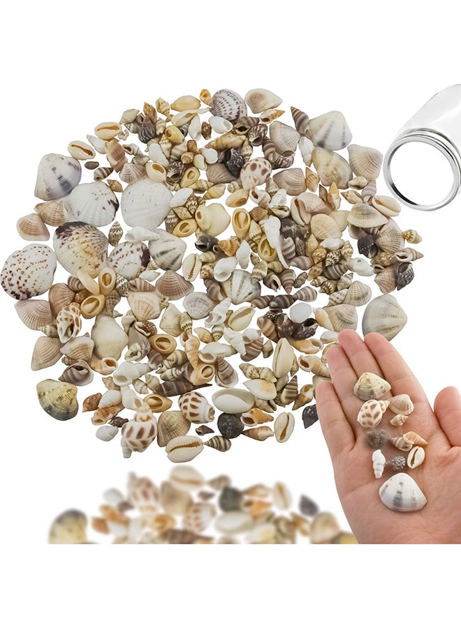 Leonbach 120 Gram Miniature Beach Small Seashells  Ocean Series Seashells For Crafts Projects  Vase Filling  Fish Tank Aquarium Decoration  Packaging Of Transparent Plastic Box