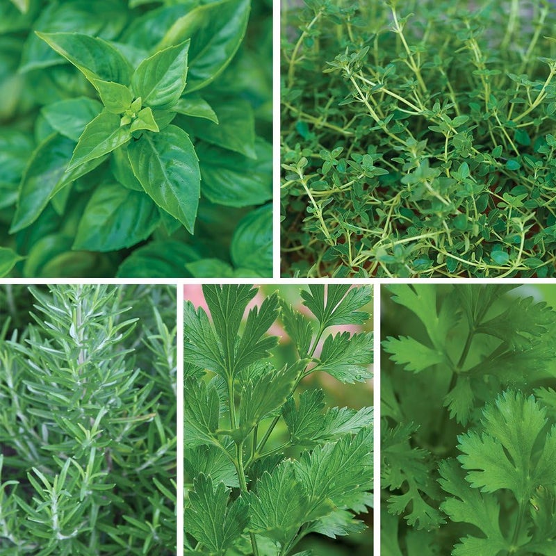Burpee Windowsill Herb Collection Seeds 5 packets of seed - Image 1