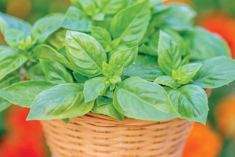 Burpee Windowsill Herb Collection Seeds 5 packets of seed - Image 2