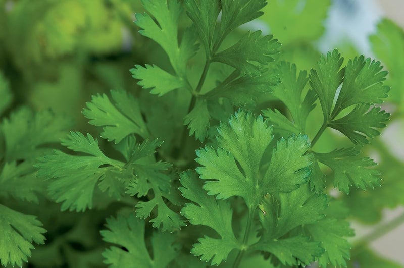 Burpee Windowsill Herb Collection Seeds 5 packets of seed - Image 5