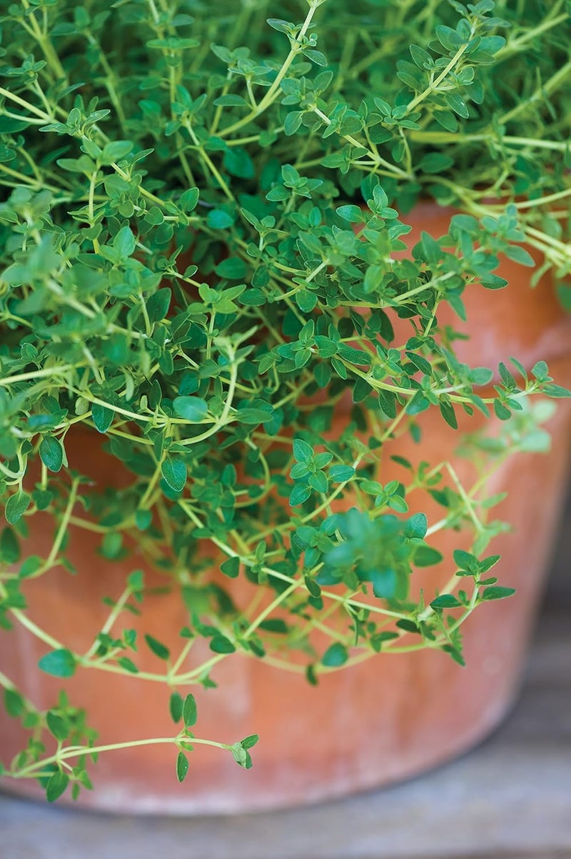 Burpee Windowsill Herb Collection Seeds 5 packets of seed - Image 3