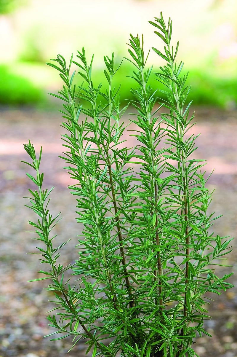 Burpee Windowsill Herb Collection Seeds 5 packets of seed - Image 4