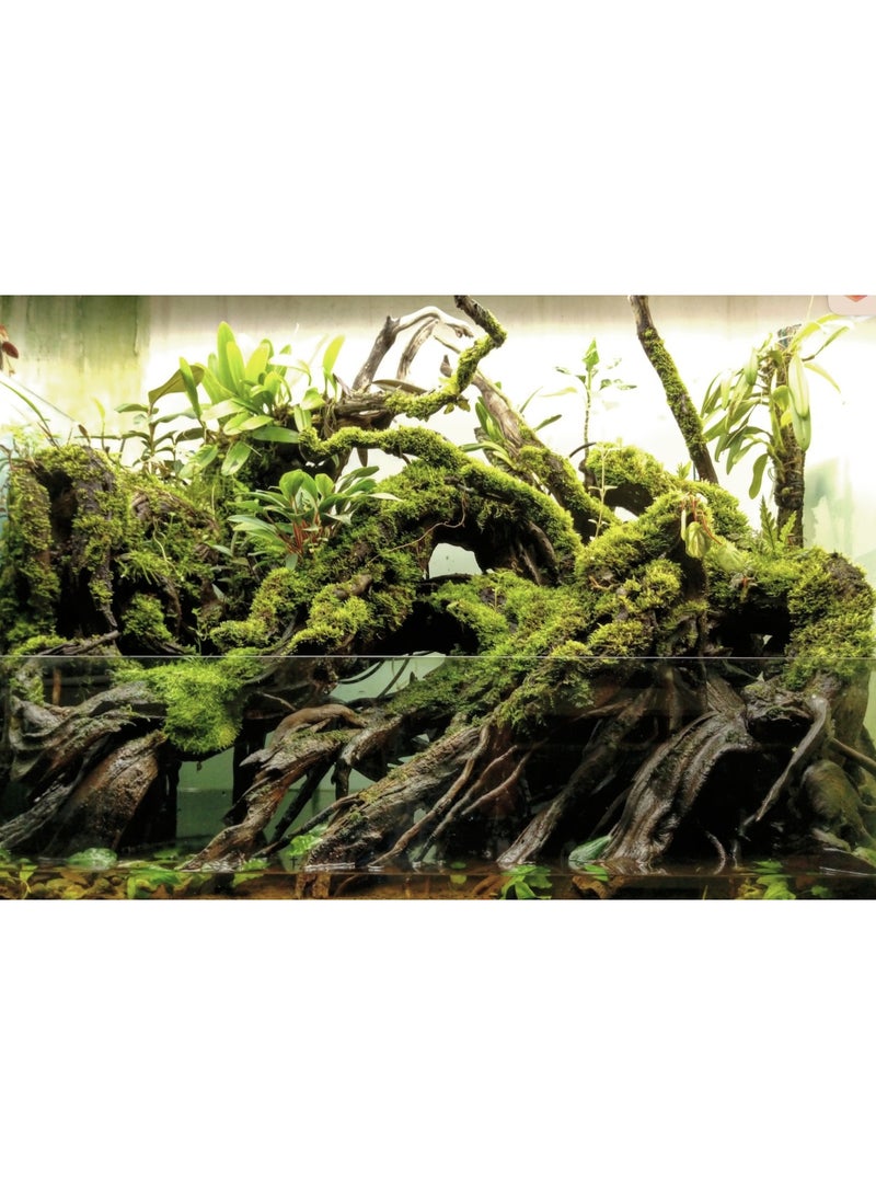 Dymax Paludarium Glass Tank 60cm x 40cm x 60cm (8 mm) - Image 2