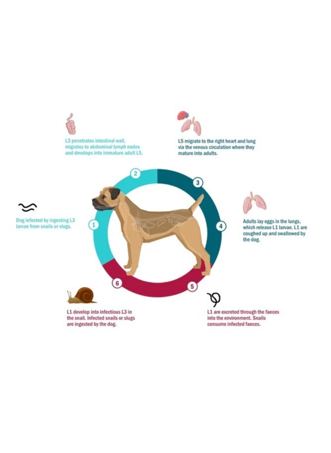Simparica Trio - Simparica TRIO the Complete Flea, Tick, and Heartworm Prevention for Dogs 20-40 kg (1 Chewable Tablets) - Image 1
