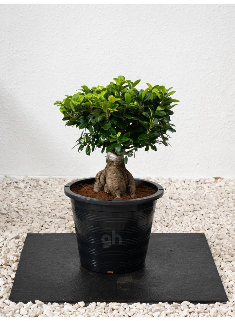 Ficus Bonsai Live Indoor Plant in Decorative Ceramic Pot | Low Maintenance Air Purifying Plant | Perfect for Home & Office Décor Beautiful Indoor Bonsai Tree Gift Idea