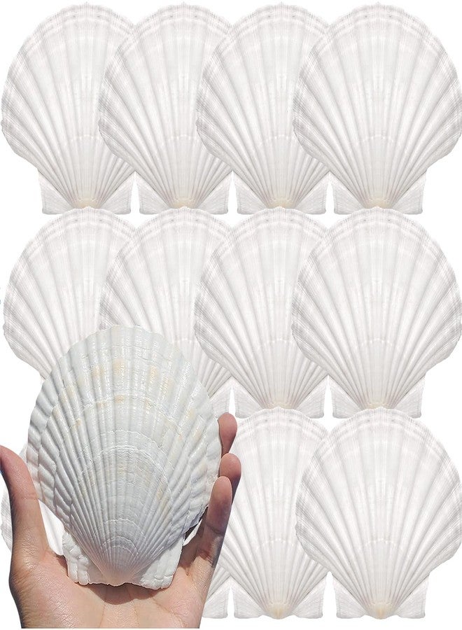 YUNMOE 12PCS Large Natural Scallop Shells 4''-5'' White Sea Shells for DIY Craft Making, Hand Painting, Ocean Themed Party and Home Décor - Image 1